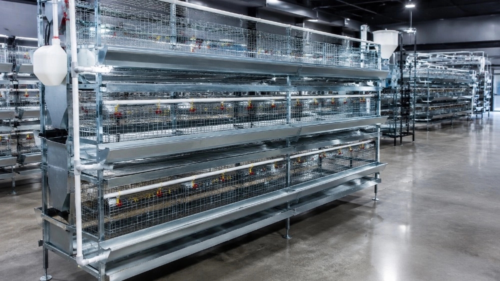 Design and construction of quail and partridge cages